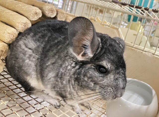 説明画像です
