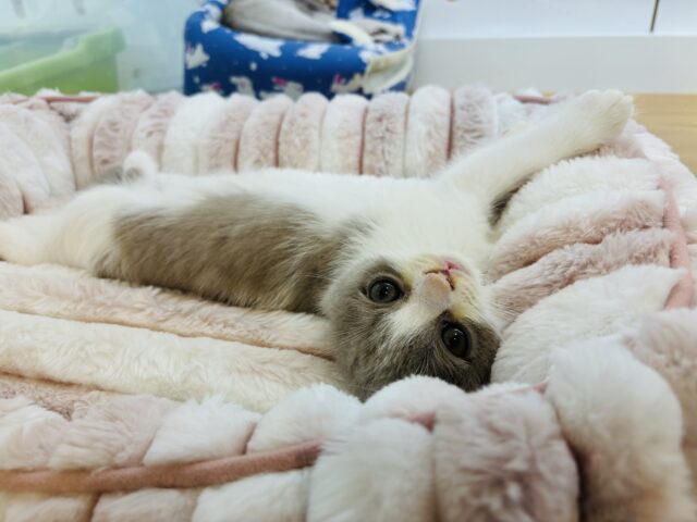 ブリティッシュショートヘア
