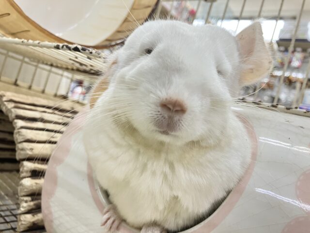 説明画像です