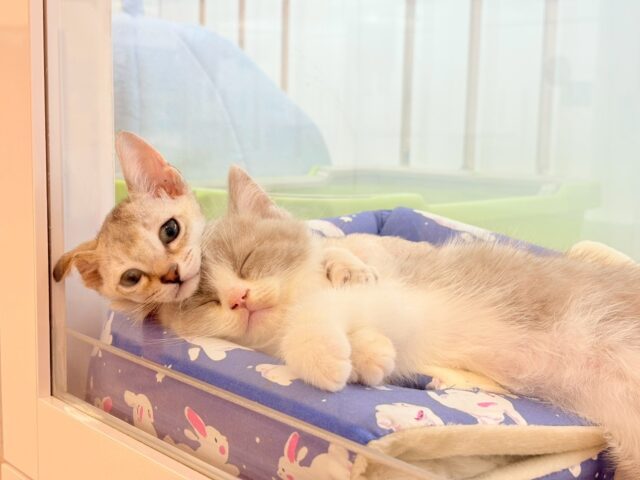シンガプーラ