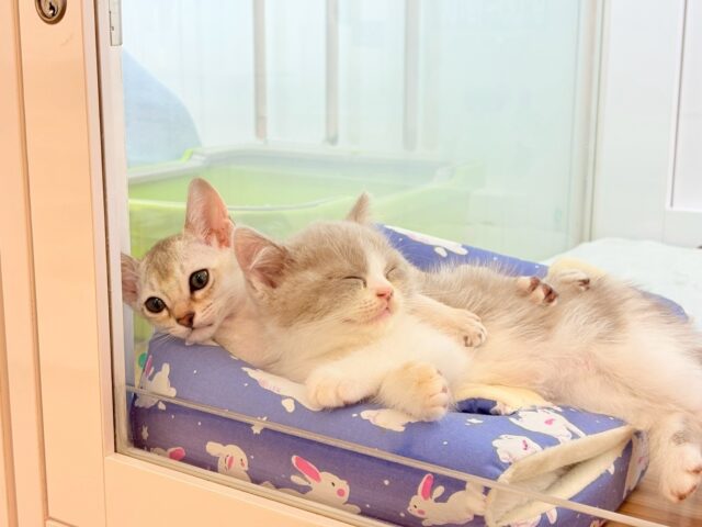 シンガプーラ