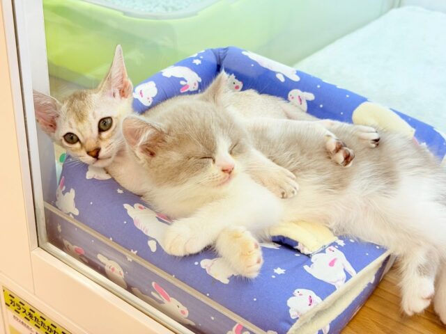 シンガプーラ