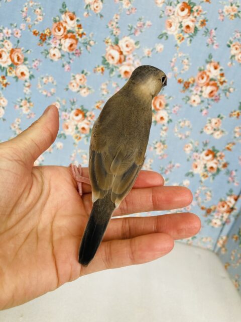 桜文鳥