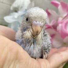 かがみよ照らせ🪞⟡.·海のさざめき🌊°∵🐬セキセイインコ(ブルースパングル/2025年5月生まれ)
