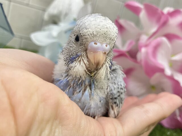 かがみよ照らせ🪞⟡.·海のさざめき🌊°∵🐬セキセイインコ(ブルースパングル/2025年5月生まれ)