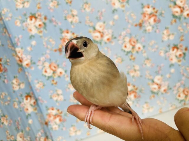 桜文鳥
