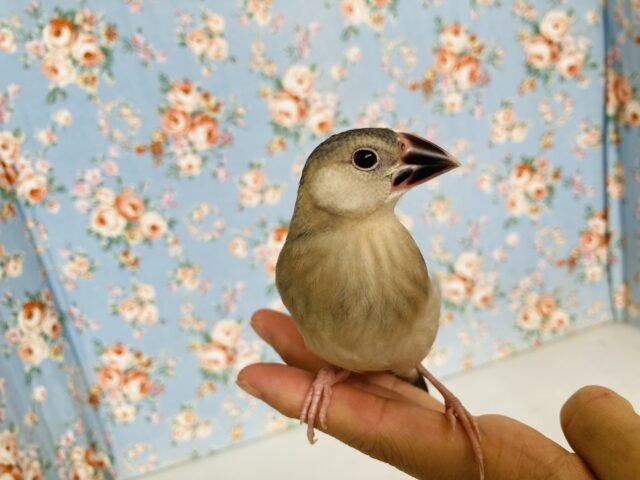 桜文鳥