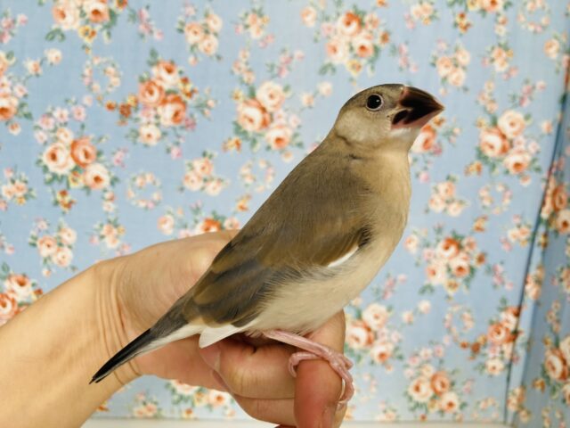桜文鳥