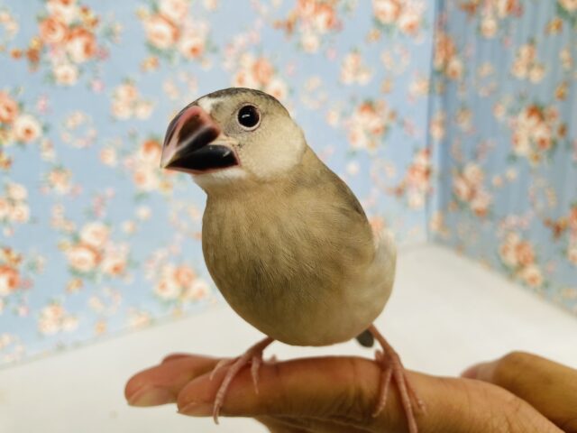 桜文鳥