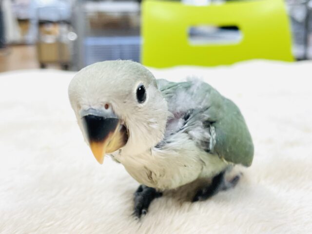コザクラインコ（小桜インコ）