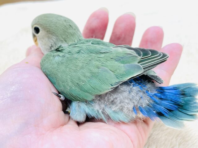 コザクラインコ（小桜インコ）