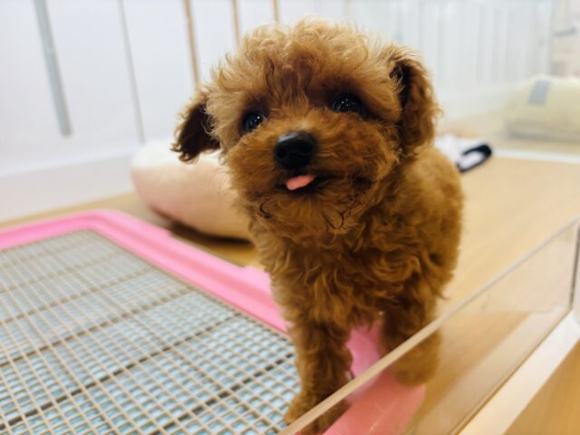 トイプードル