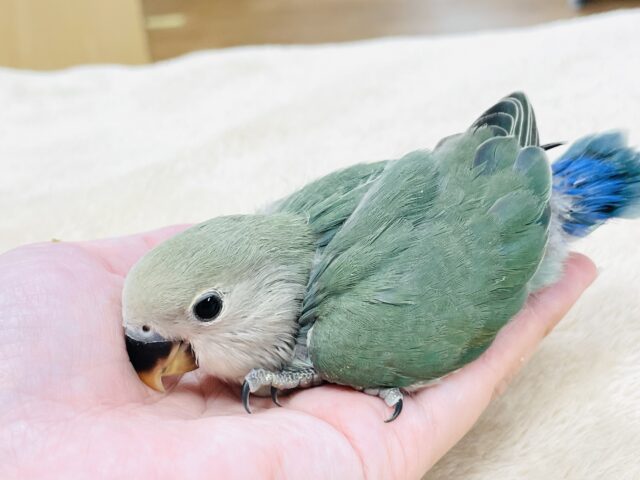 コザクラインコ（小桜インコ）
