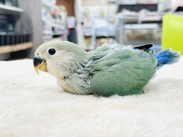 最新画像】大人っぽくなったかな？💚💙コザクラインコ（ブルー