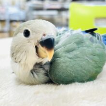 【最新画像】よちよち歩きで元気にあそぶよ💚💙コザクラインコ（ブルーチェリー）ヒナ