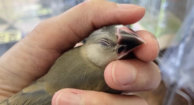 桜文鳥
