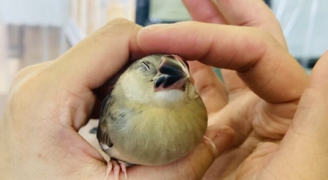 桜文鳥