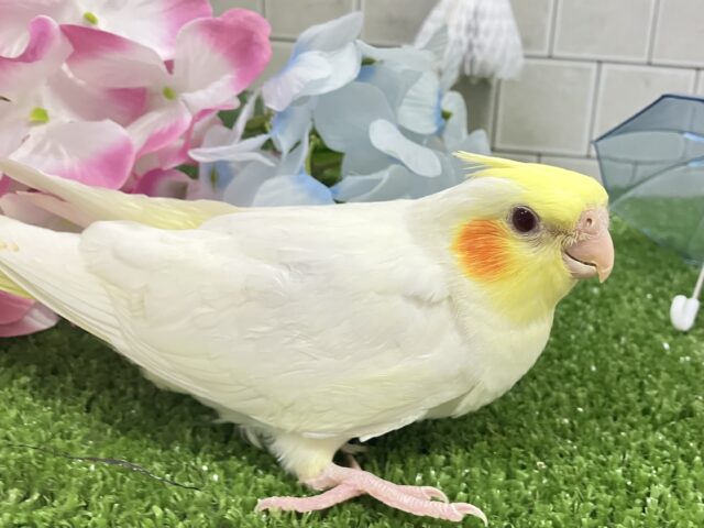 オカメインコ