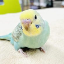 【最新画像】お背中の模様みてみて～！セキセイインコ（パステルカラーレインボー）ヒナ