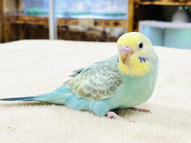 セキセイインコ