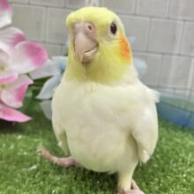 レモンの帽子👒⟡.*ジャギジャギPiiiiiiiN！！✨️🍋オカメインコ(ルチノー/2025年5月生まれ)