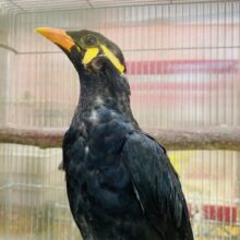 最新画像有ります⭐️お喋り相手になってくれますか〜❓キリッとカッコいい九官鳥さん😎✨