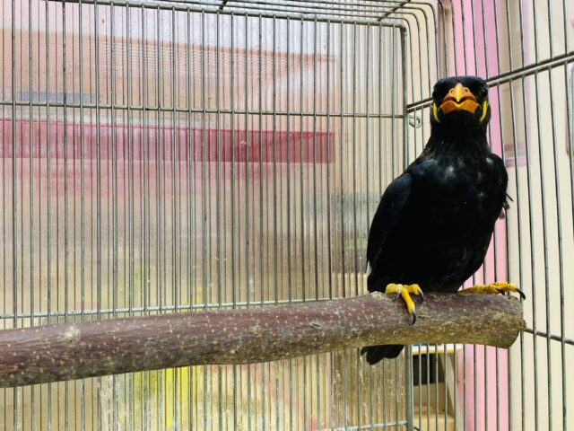 九官鳥（キュウカンチョウ）