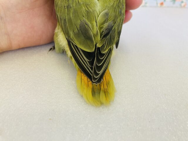 コザクラインコ（小桜インコ）