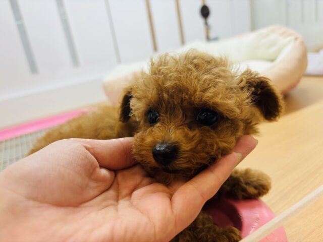 トイプードル