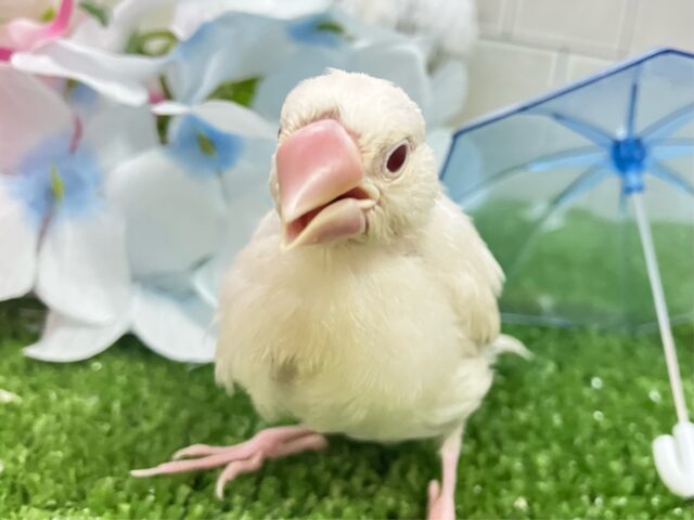 シルバーイノ文鳥