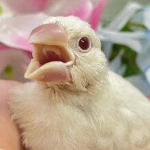 ✨最新画像✨煌びやかシルバーにキラッと輝く赤目♬　シルバーイノ文鳥