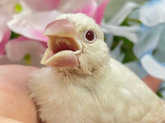 ✨最新画像✨煌びやかシルバーにキラッと輝く赤目♬　シルバーイノ文鳥