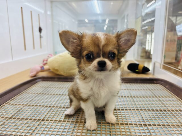 チワワ
