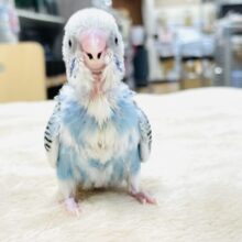 【最新画像】綿毛の妖精さんかな？🧚‍♀️💫セキセイインコ（パイド）ヒナ