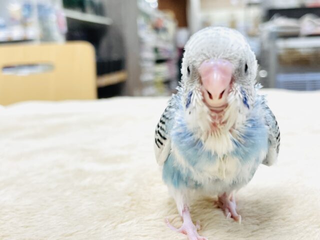 セキセイインコ