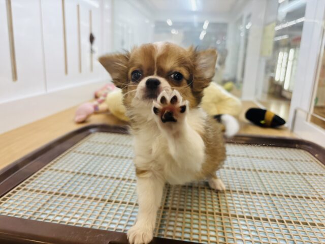 チワワ