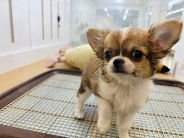 チワワ