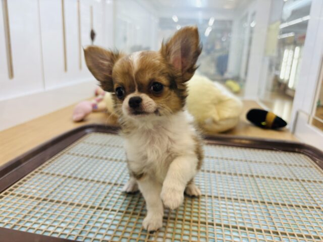 チワワ