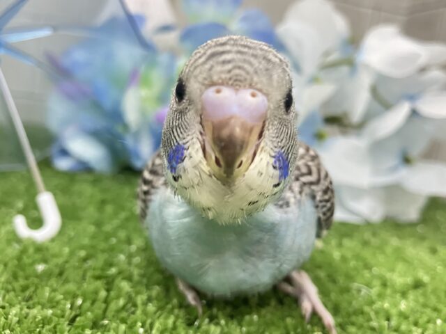 セキセイインコ