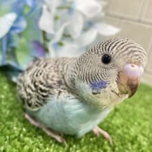 ✨最新画像✨海風運ぶ🪼🌊⋆*ｼﾏｼﾏぴゅるる〜ん🌀⟡.*セキセイインコ(ノーマル/2025年5月生まれ)