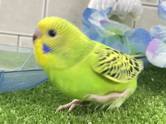 セキセイインコ