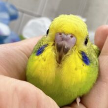 ✨最新画像✨ﾓｼﾓｼ💭‪💚森の中の小さな笹やき‪🎋⟡.*‬セキセイインコ(グリーンオパーリン/2025年5月生まれ)