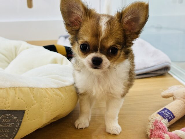 チワワ
