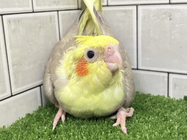 オカメインコ