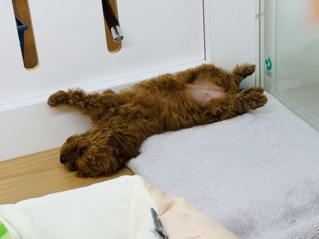 トイプードル