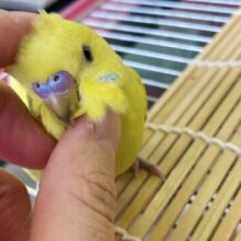 夢中になっちゃうかわいさ❤︎⁎˃ᴗ˂ ベタなれセキセイインコちゃん🦜❤︎❤︎