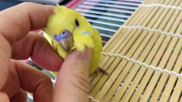 夢中になっちゃう❤︎⁎˃ᴗ˂ かわいすぎセキセイインコちゃん🦜❤︎❤︎