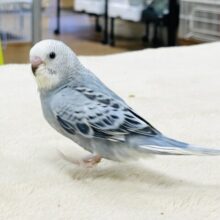 【最新画像】オシャレグレー🩶なセキセイインコちゃん（オパーリン）ヒナ