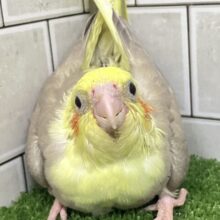 おむおむ🍳🪄卵ﾏｼﾏｼとびきりsmile🌻(๑Ü๑)🌻オカメインコ(シナモンパイド/2025年5月生まれ)