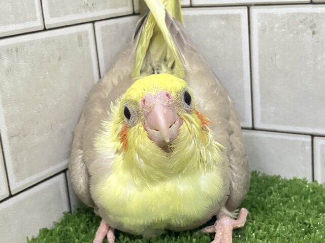 おむおむ🍳🪄卵ﾏｼﾏｼとびきりsmile🌻(๑Ü๑)🌻オカメインコ(シナモンパイド/2025年5月生まれ)